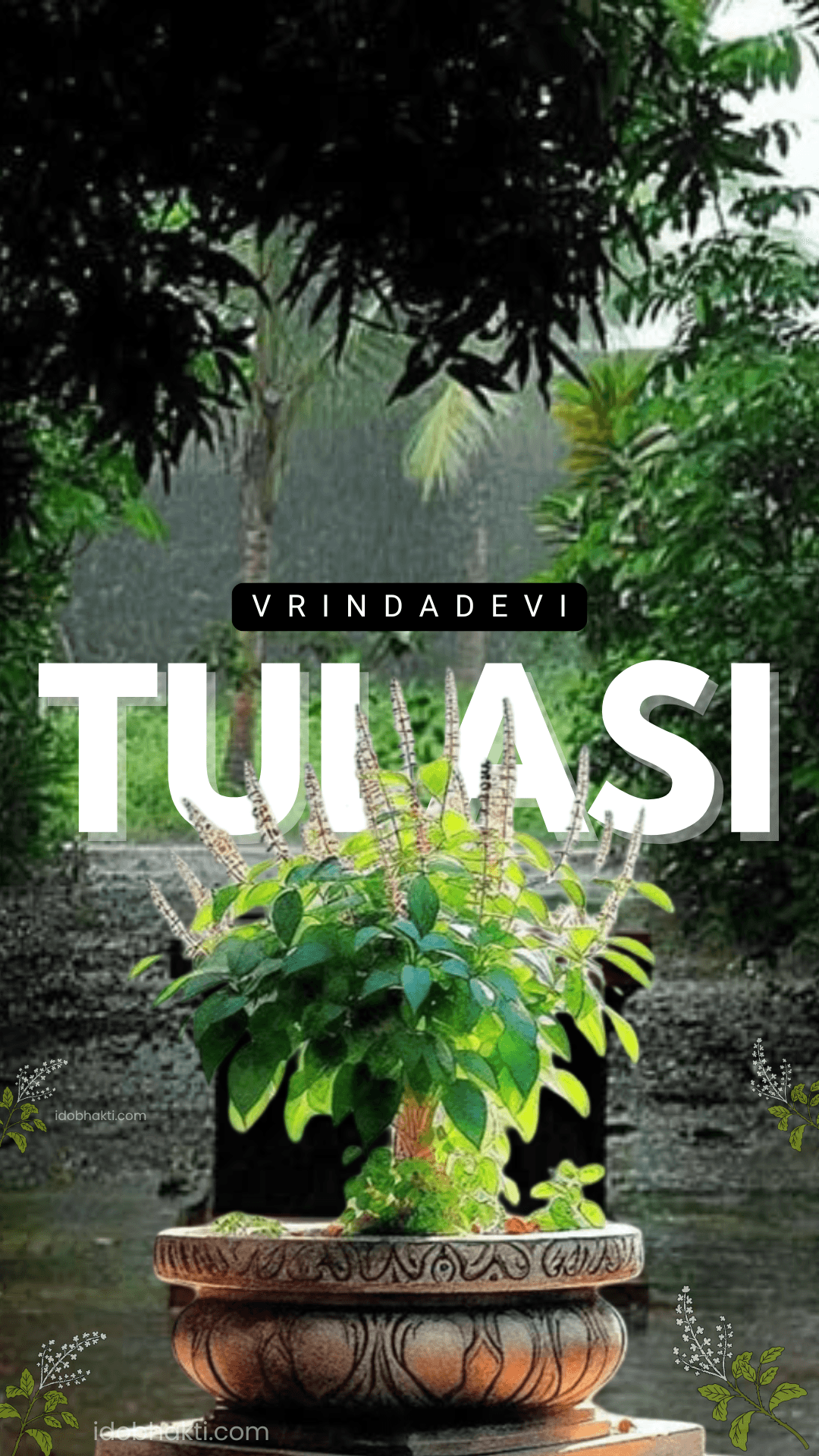 Tulsi Aarti – Sacred Prayer to Goddess Tulsi